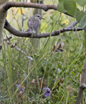 Warbling Vireo 3370